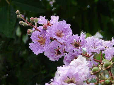 35 LILAC Light Purple CREPE MYRTLE Lagerstroemia Indica Flowering Shrub Bush Small Tree Seeds